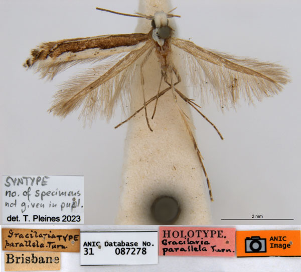 /filer/webapps/moths_gc/media/images/P/parallela_Acrocercops_ST_ANIC.jpg