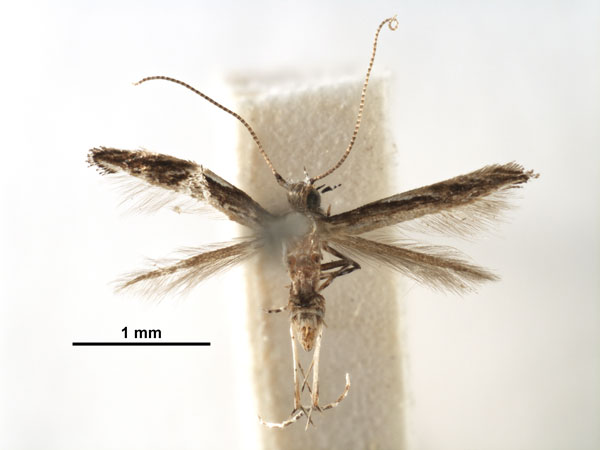 /filer/webapps/moths_gc/media/images/P/paraschista_Liocrobyla_2080845_USNM.jpg
