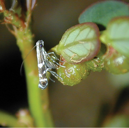/filer/webapps/moths_gc/media/images/P/parasitica_Epicephala_GF_Kawakita-et-Kato_2016_106.jpg