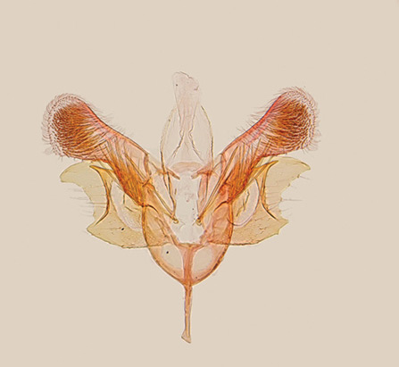 /filer/webapps/moths_gc/media/images/P/parasitica_Epicephala_GM_Kawakita-et-al_2016_94.jpg