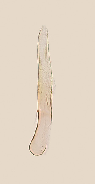 /filer/webapps/moths_gc/media/images/P/parasitica_Epicephala_GM_Kawakita-et-al_2016_96.jpg