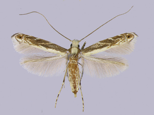 /filer/webapps/moths_gc/media/images/P/parasitica_Epicephala_HT_Kawakita-et-Kato_2016_92.jpg