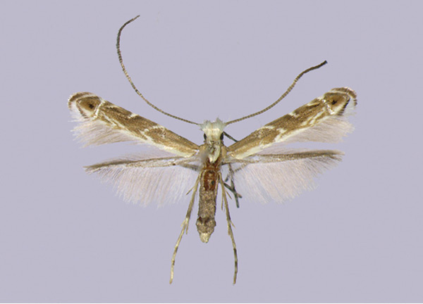 /filer/webapps/moths_gc/media/images/P/parasitica_Epicephala_PT_Kawakita-et-Kato_2016_92.jpg