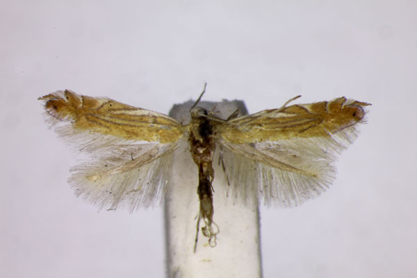 /filer/webapps/moths_gc/media/images/P/parisiella_Phyllonorycter_A_BMNH.jpg