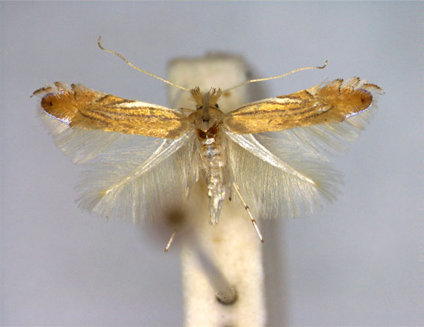 /filer/webapps/moths_gc/media/images/P/parisiella_Phyllonorycter_A_EIHU.jpg
