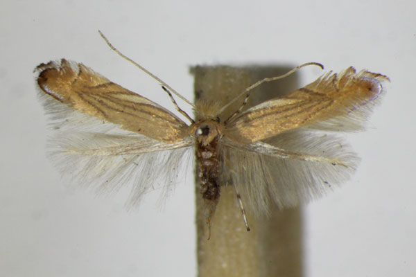 /filer/webapps/moths_gc/media/images/P/parisiella_Phyllonorycter_A_ZSM_2.jpg