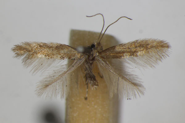 /filer/webapps/moths_gc/media/images/P/parvifoliella_Phyllonorycter_A_ZSM_2.jpg