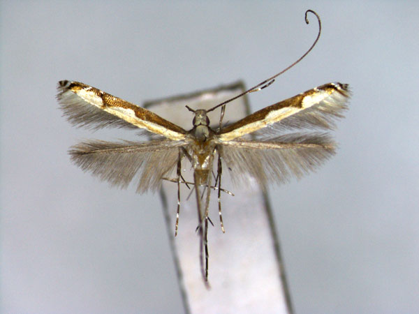 /filer/webapps/moths_gc/media/images/P/pasaniae_Cryptolectica_PT_EIHU.jpg