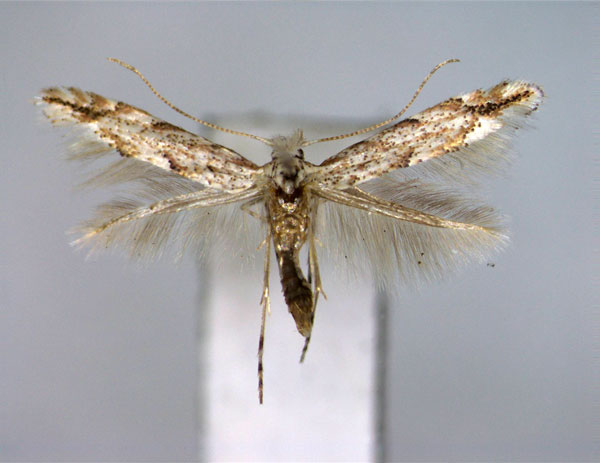 /filer/webapps/moths_gc/media/images/P/pastorella_Phyllonorycter_A_EIHU.jpg