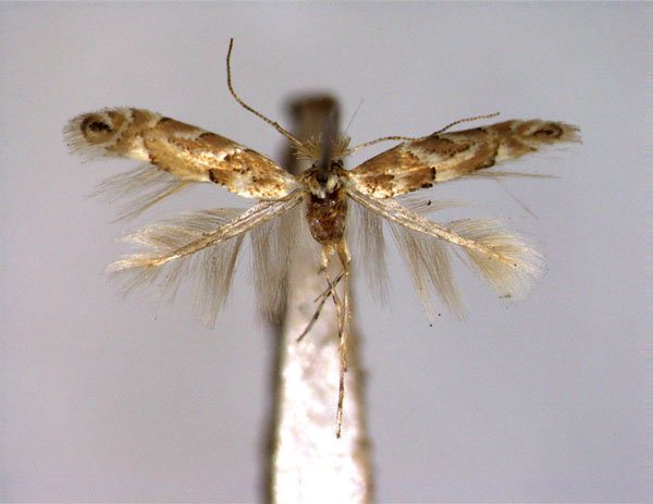 /filer/webapps/moths_gc/media/images/P/pastorella_Phyllonorycter_A_EIHU_female.jpg