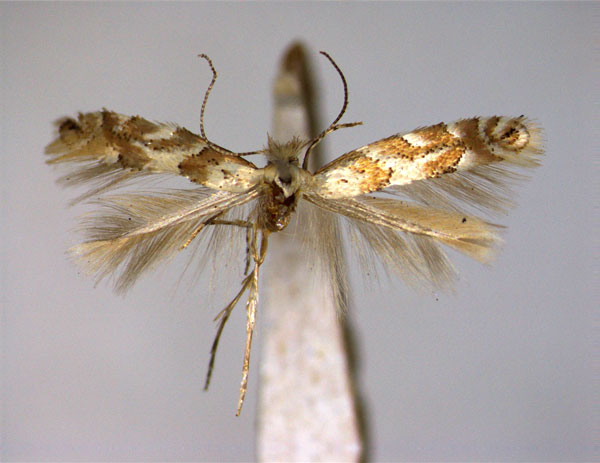 /filer/webapps/moths_gc/media/images/P/pastorella_Phyllonorycter_A_EIHU_male.jpg