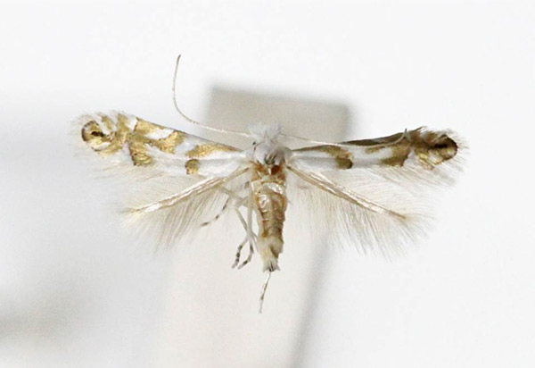 /filer/webapps/moths_gc/media/images/P/pastorella_Phyllonorycter_A_Kim-et-Byun_2017_1382.jpg