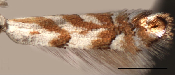 /filer/webapps/moths_gc/media/images/P/pastorella_Phyllonorycter_A_Kirichenko-et-al_2019_14.jpg