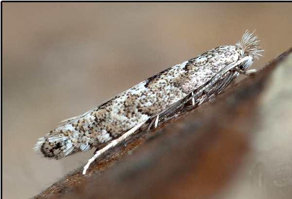 /filer/webapps/moths_gc/media/images/P/pastorella_Phyllonorycter_A_Knyazev-et-al_2018_265.jpg