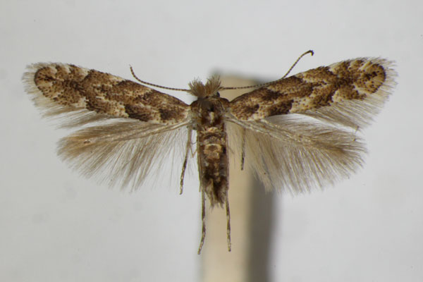 /filer/webapps/moths_gc/media/images/P/pastorella_Phyllonorycter_A_ZSM_2.jpg