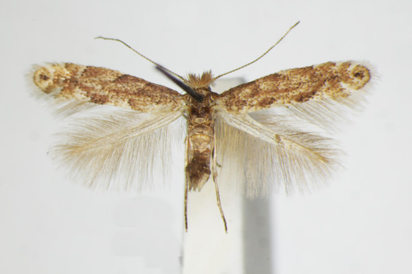/filer/webapps/moths_gc/media/images/P/pastorella_Phyllonorycter_A_ZSM_3.jpg