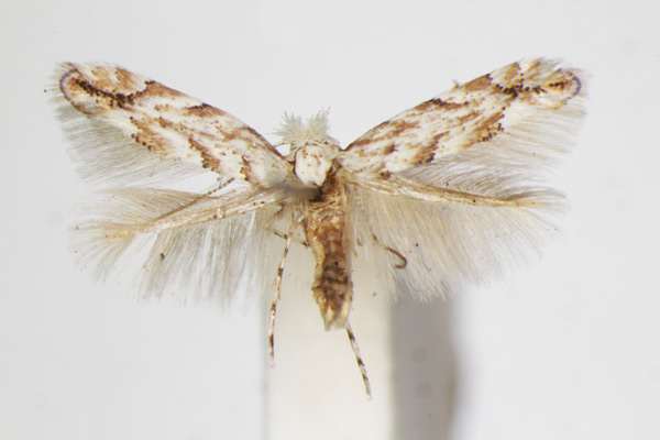 /filer/webapps/moths_gc/media/images/P/pastorella_Phyllonorycter_A_ZSM_5.jpg