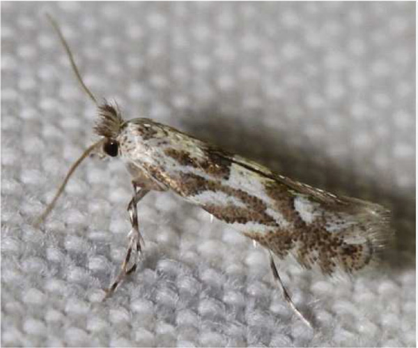 /filer/webapps/moths_gc/media/images/P/pastorella_Phyllonorycter_A_van-Roosmalen_2017_45.jpg