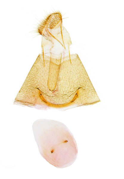 /filer/webapps/moths_gc/media/images/P/pastorella_Phyllonorycter_GF_Kim-et-Byun_2017_1385.jpg
