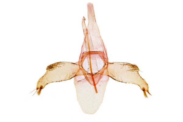 /filer/webapps/moths_gc/media/images/P/pastorella_Phyllonorycter_GM_Kim-et-Byun_2017_1384.jpg