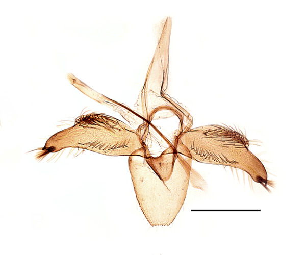 /filer/webapps/moths_gc/media/images/P/pastorella_Phyllonorycter_GM_Kirichenko-etal_2019_25.jpg