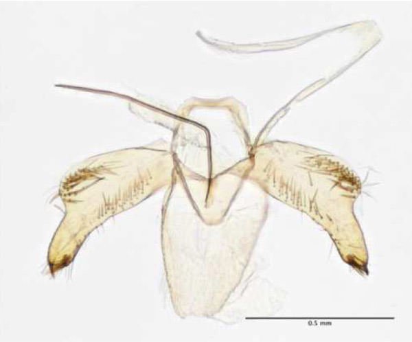 /filer/webapps/moths_gc/media/images/P/pastorella_Phyllonorycter_GM_van-Roosmalen_2017_45.jpg