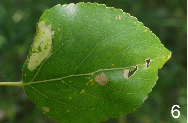 /filer/webapps/moths_gc/media/images/P/pastorella_Phyllonorycter_Mine_Knyazev-et-al_2018_266.jpg