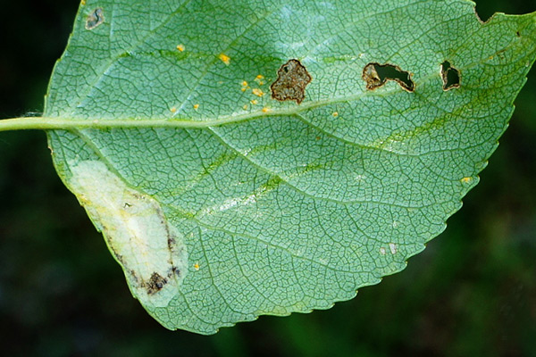/filer/webapps/moths_gc/media/images/P/pastorella_Phyllonorycter_Mine_Knyazev-et-al_2018_266_2.jpg