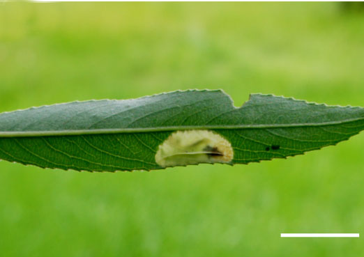/filer/webapps/moths_gc/media/images/P/pastorella_Phyllonorycter_Mine_Shashank-et-al_2021_448.jpg