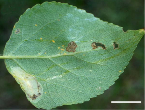 /filer/webapps/moths_gc/media/images/P/pastorella_Phyllonorycter_Mine_Shashank-et-al_2021_448_2.jpg