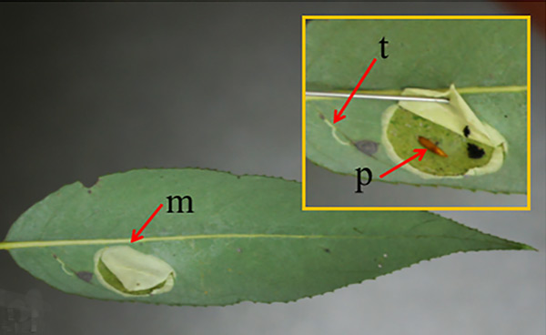 /filer/webapps/moths_gc/media/images/P/pastorella_Phyllonorycter_mine_Kirichenko-etal_2019_36.jpg