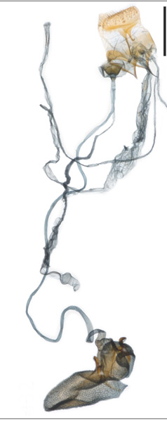 /filer/webapps/moths_gc/media/images/P/pastranai_Caloptilia_PT_GF_USNM.jpg
