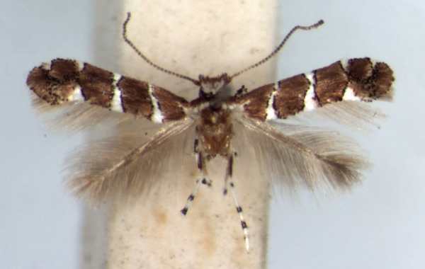 /filer/webapps/moths_gc/media/images/P/pavoniae_Phyllonorycter_AM_RMCA.jpg