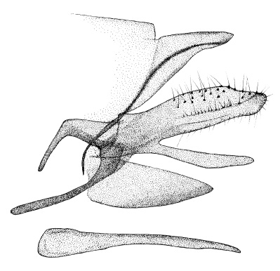 /filer/webapps/moths_gc/media/images/P/pavoniae_Phyllonorycter_GM_DePrins_HT7140.jpg