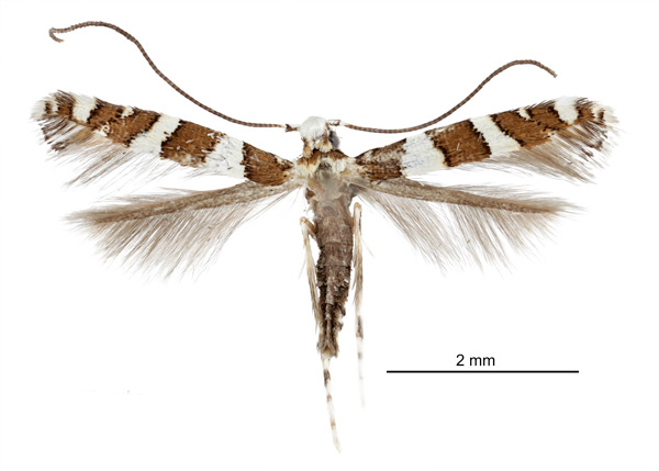 /filer/webapps/moths_gc/media/images/P/pavoniae_Telamoptilia_HT_Davis-et-Davis_2017_2.jpg