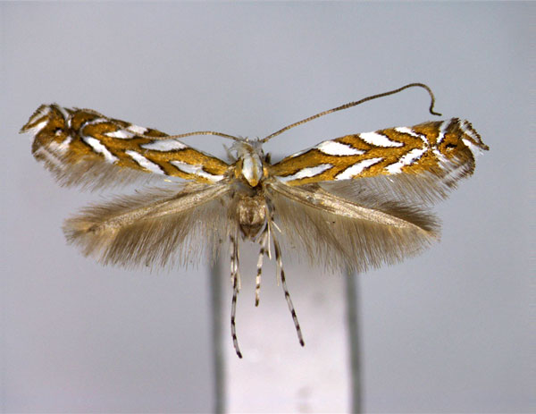 /filer/webapps/moths_gc/media/images/P/pavoniella_Aristaea_A_EIHU.jpg
