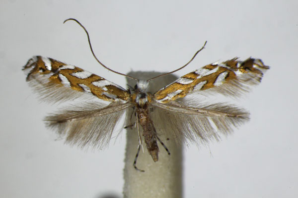 /filer/webapps/moths_gc/media/images/P/pavoniella_Aristaea_A_ZSM_2.jpg