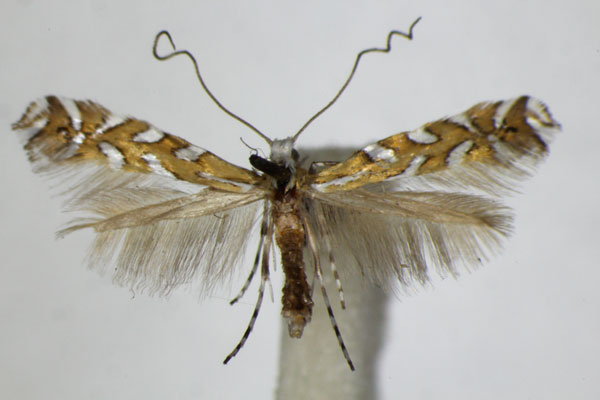 /filer/webapps/moths_gc/media/images/P/pavoniella_Aristaea_A_ZSM_3.jpg