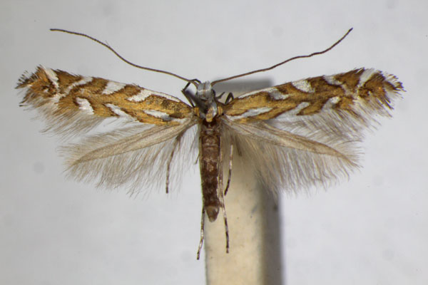 /filer/webapps/moths_gc/media/images/P/pavoniella_Aristaea_A_ZSM_4.jpg