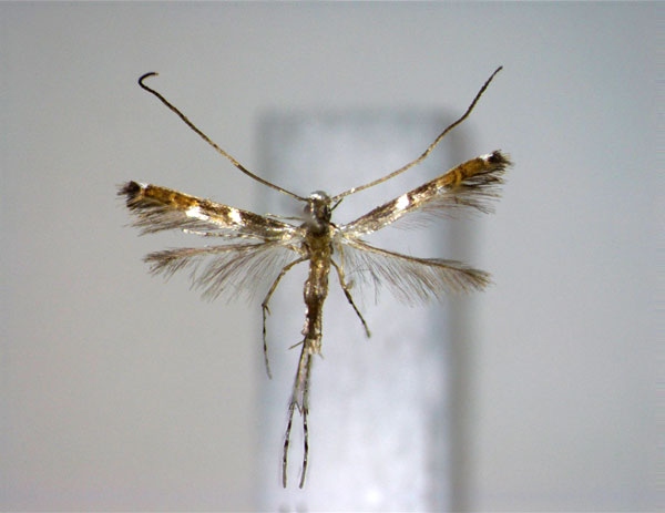 /filer/webapps/moths_gc/media/images/P/pectinata_Chrysocercops_A_EIHU.jpg