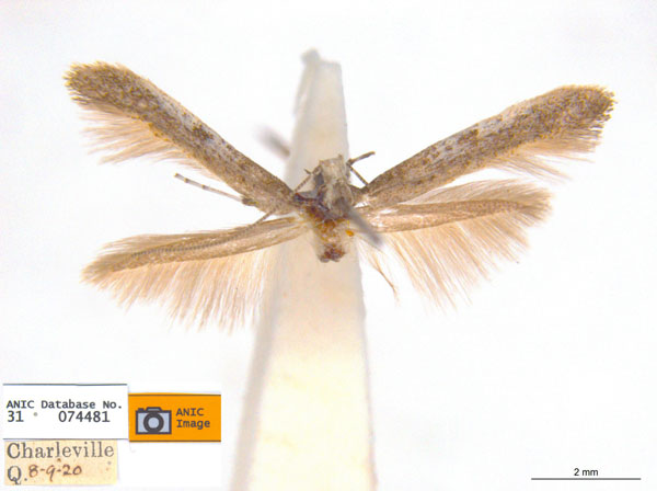 /filer/webapps/moths_gc/media/images/P/pedina_Caloptilia_ST1_ANIC.jpg