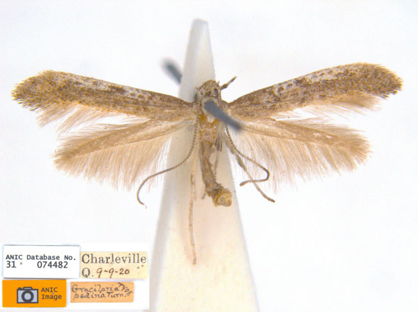 /filer/webapps/moths_gc/media/images/P/pedina_Caloptilia_ST2_ANIC.jpg