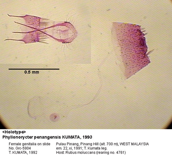 /filer/webapps/moths_gc/media/images/P/penangensis_Phyllonorycter_GF_HT_5904_EIHU.jpg