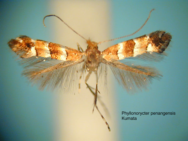 /filer/webapps/moths_gc/media/images/P/penangensis_Phyllonorycter_HT_EIHU.jpg