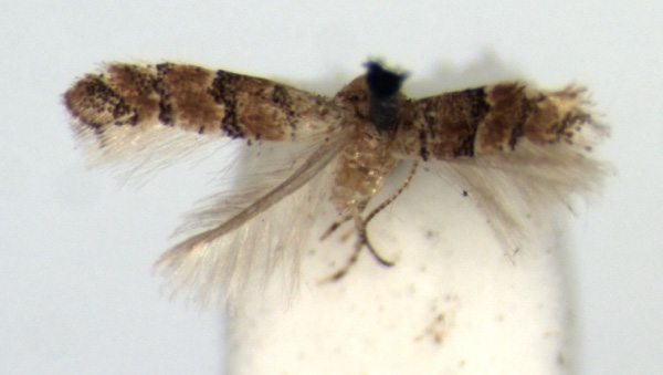 /filer/webapps/moths_gc/media/images/P/pentadesma_Neolithocolletis_AF_CUMZ.jpg