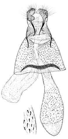 /filer/webapps/moths_gc/media/images/P/pentadesma_Neolithocolletis_GF_DePrins.jpg