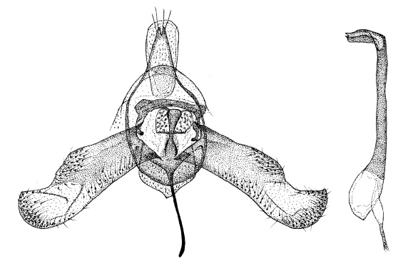 /filer/webapps/moths_gc/media/images/P/pentadesma_Neolithocolletis_GM_DePrins.jpg