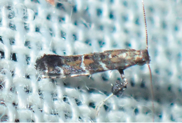 /filer/webapps/moths_gc/media/images/P/pentaplaca_Aspilapteryx_A_Bippus_2019_22.jpg