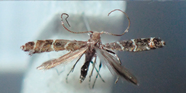 /filer/webapps/moths_gc/media/images/P/pentaplaca_Aspilapteryx_A_Bippus_2019_22_10.jpg