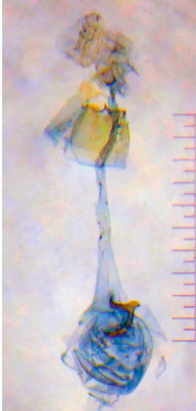 /filer/webapps/moths_gc/media/images/P/pentaplaca_Aspilapteryx_GF_Bippus_2019_22.jpg